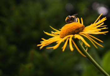 photo of a bee on a flower