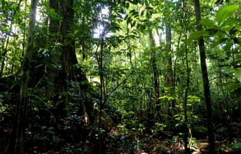 Photo of a forest in Cameroon