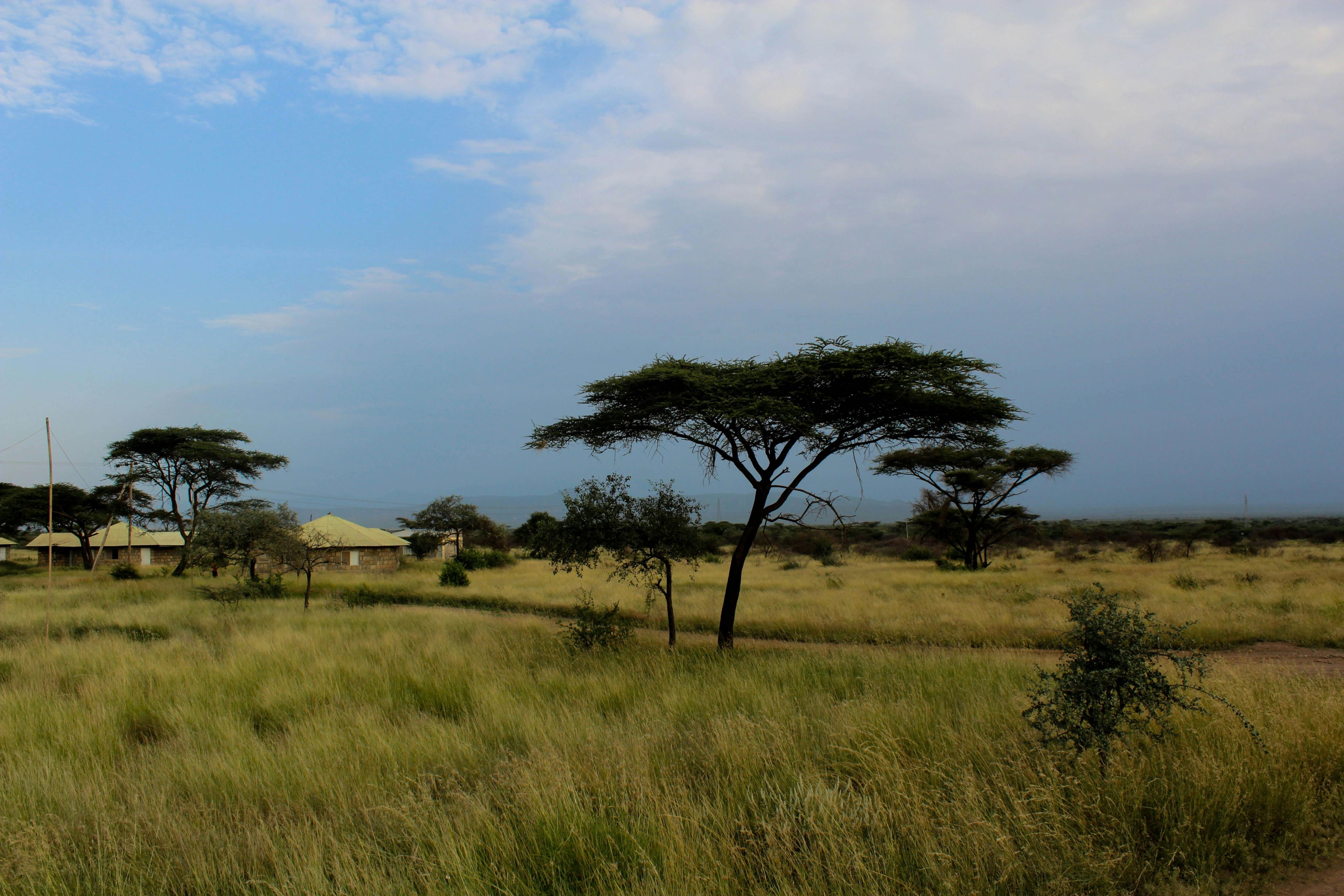 Grass field under blue sky