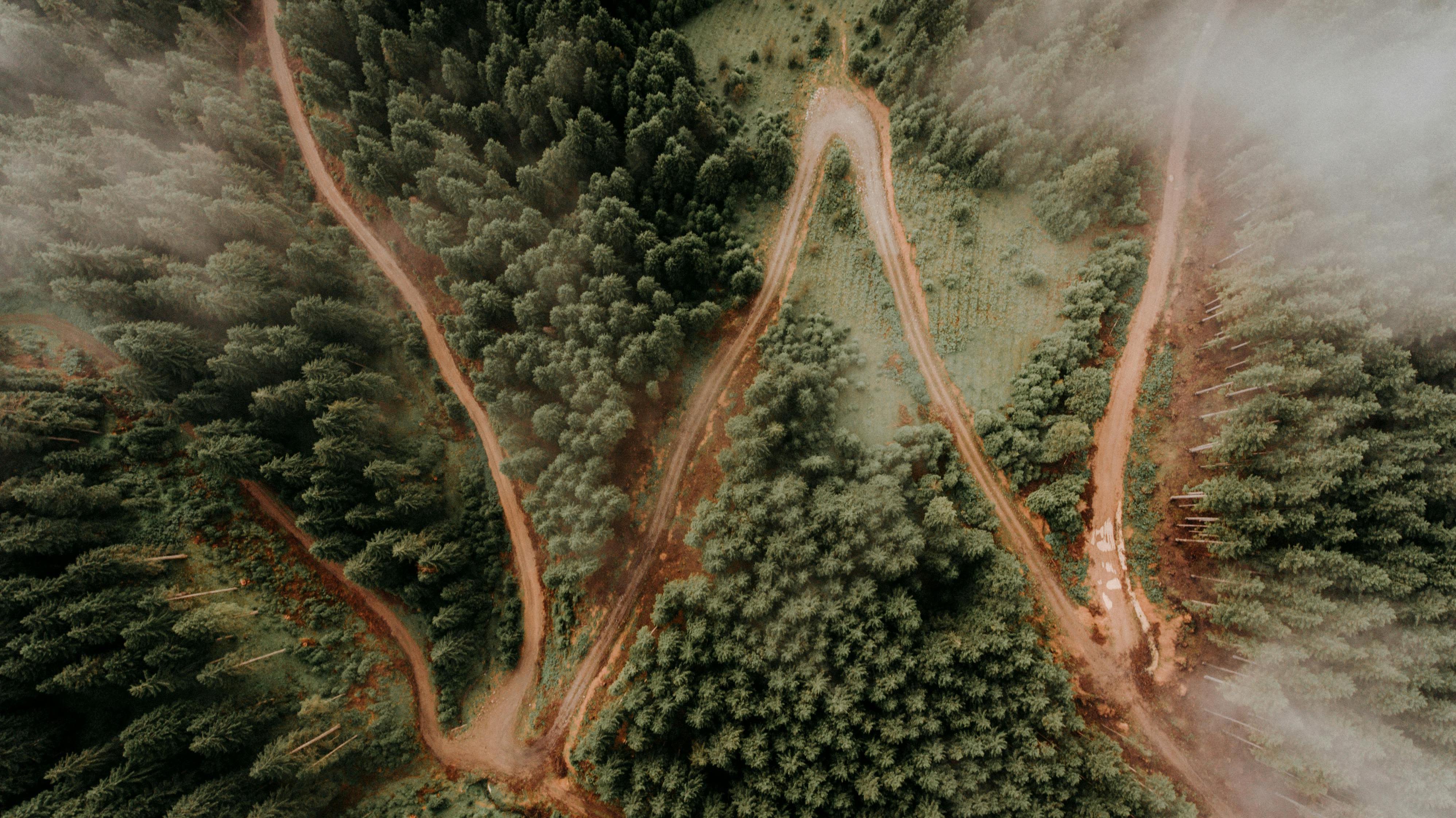 Curvy roads running through green forest