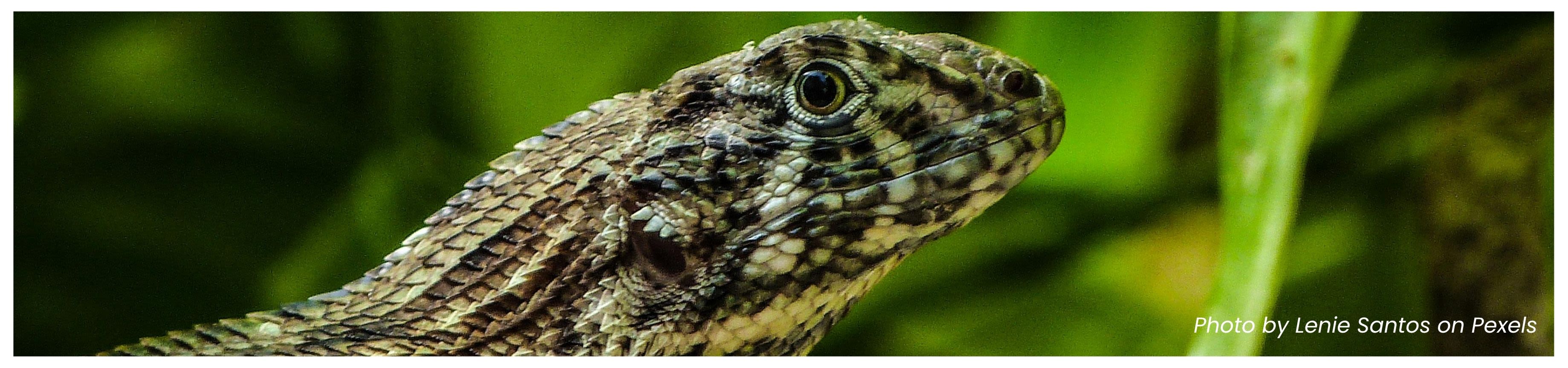 Close-up of Saw-scaled Curly Tail Lizard on a Stone in a Terrarium