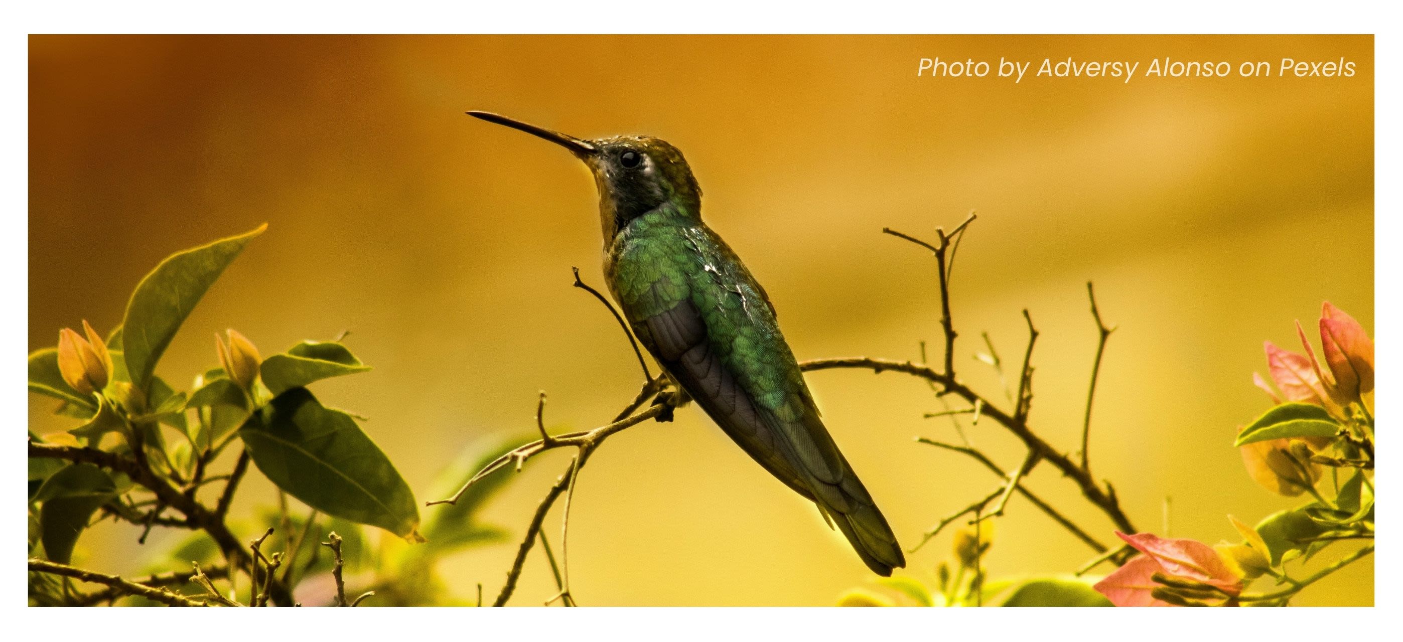 Shallow Focus Photography of Green Humming Bird