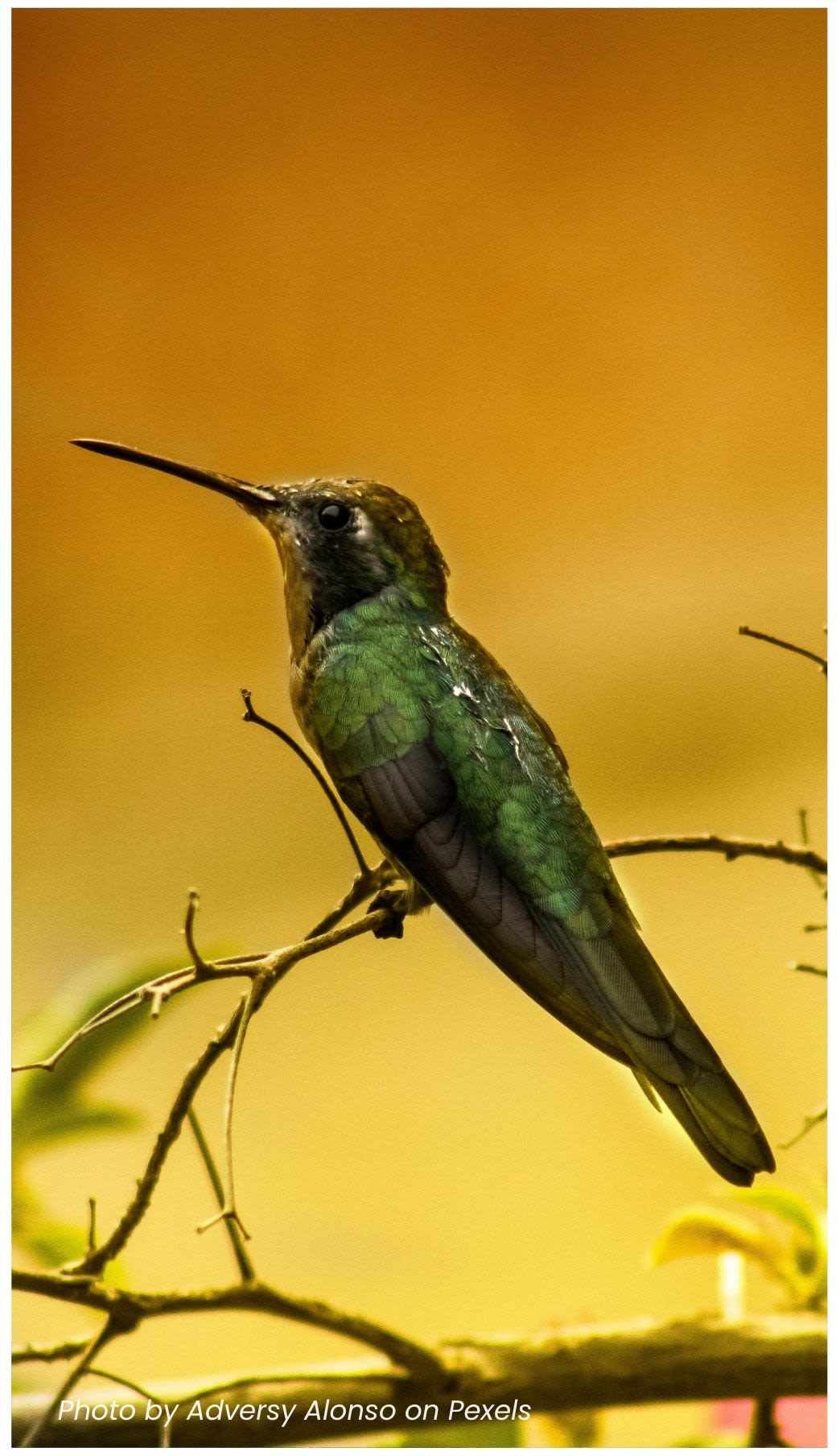 Shallow Focus Photography of Green Humming Bird