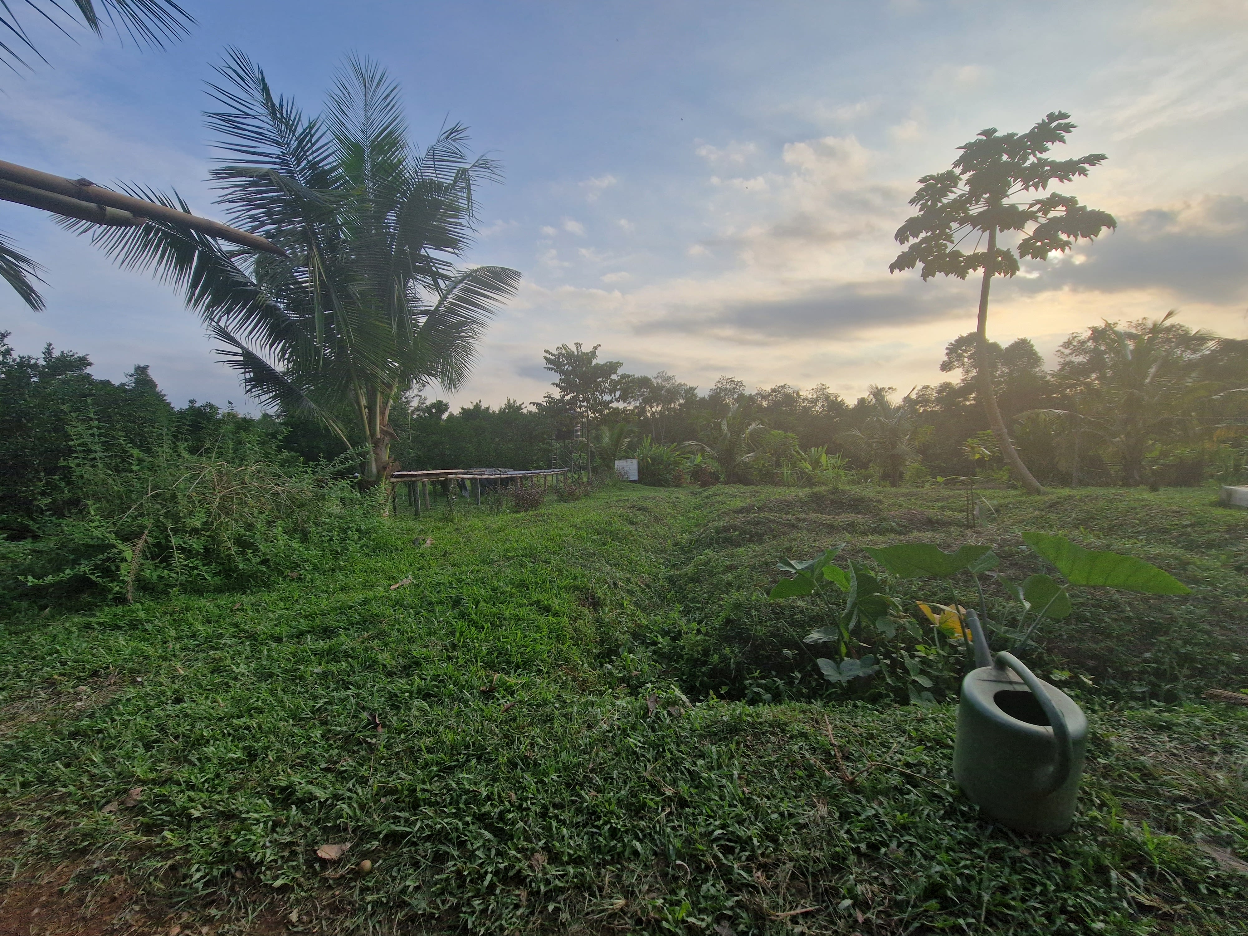 A serene agricultural landscape in Côte d’Ivoire during late afternoon or early evening.