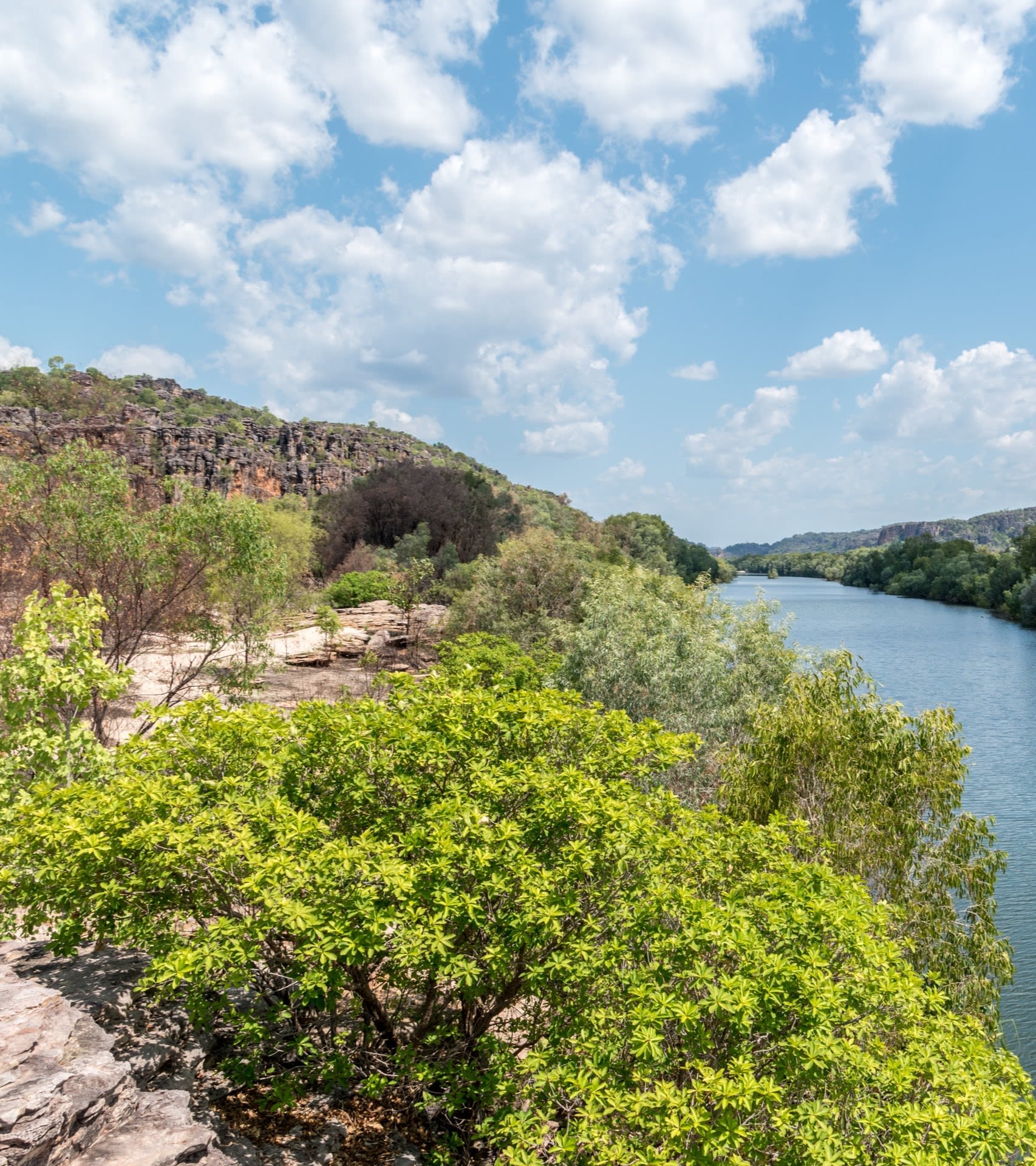 restored trees on river bank