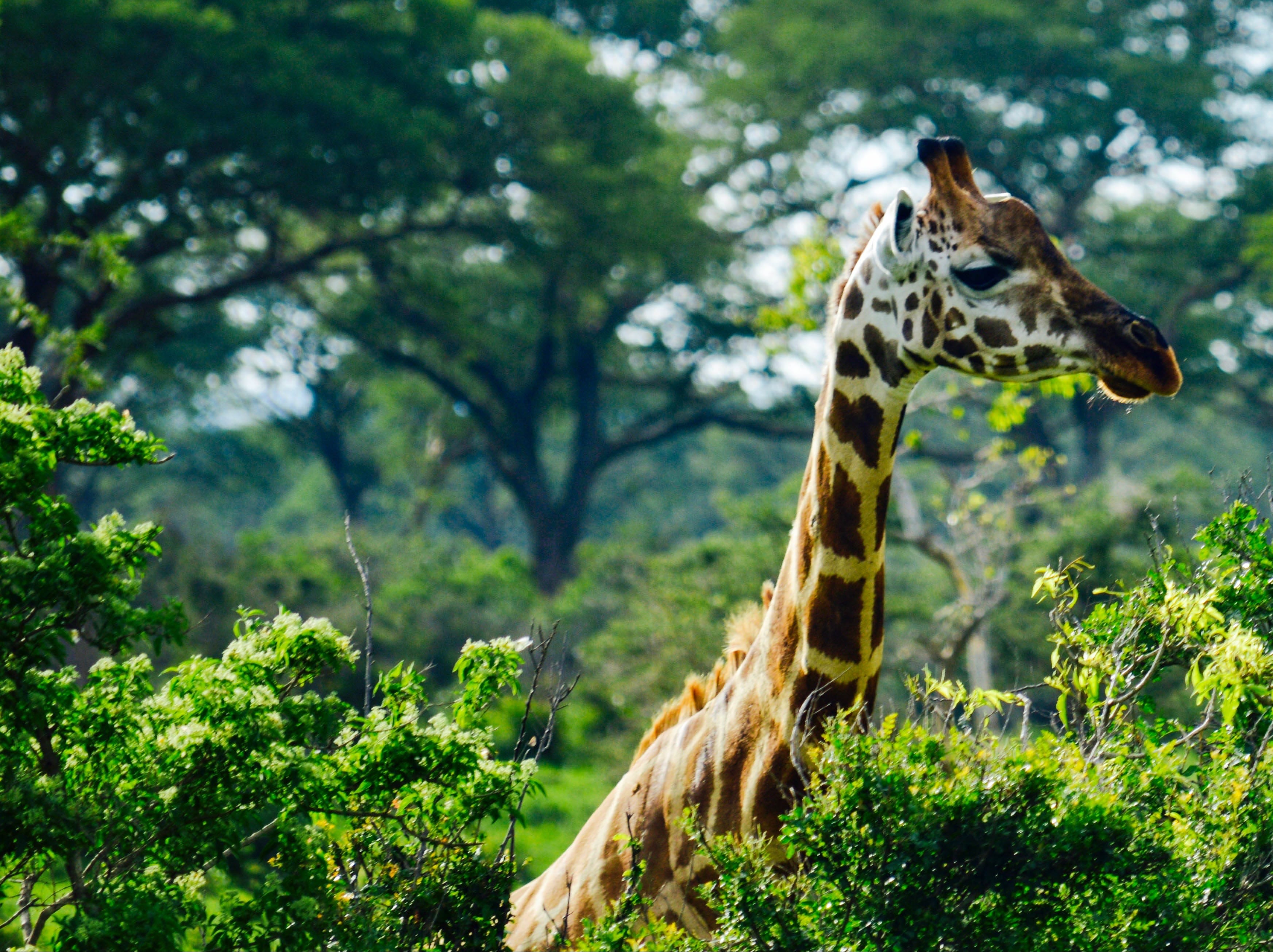 photo of giraffe in trees