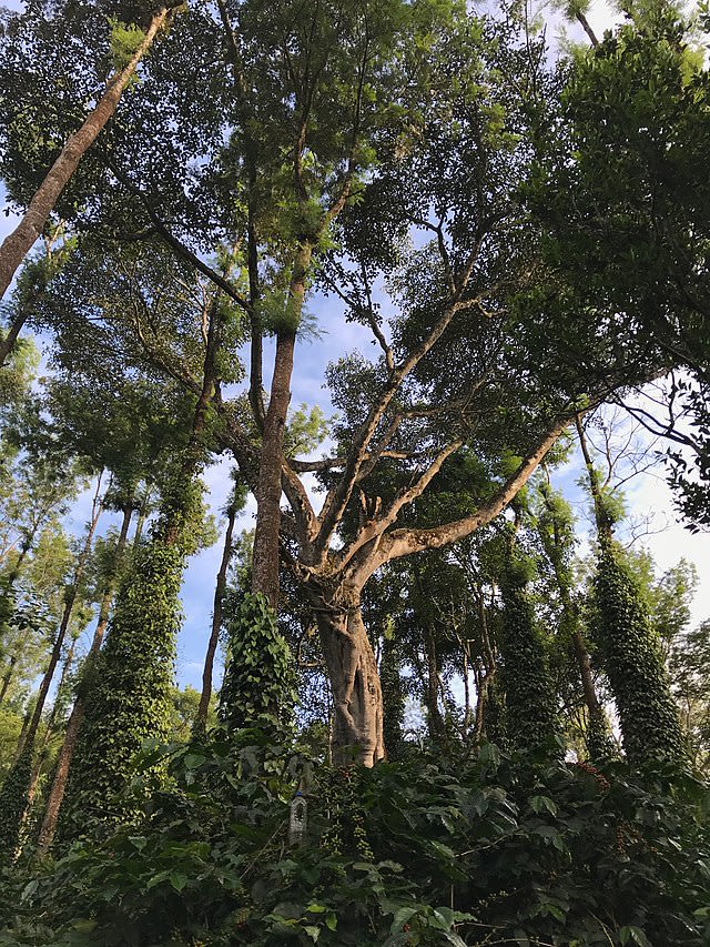 Photo of Ficus mysoorensis in coffee estate near Bedaguli inside BRT Tiger Reserve.