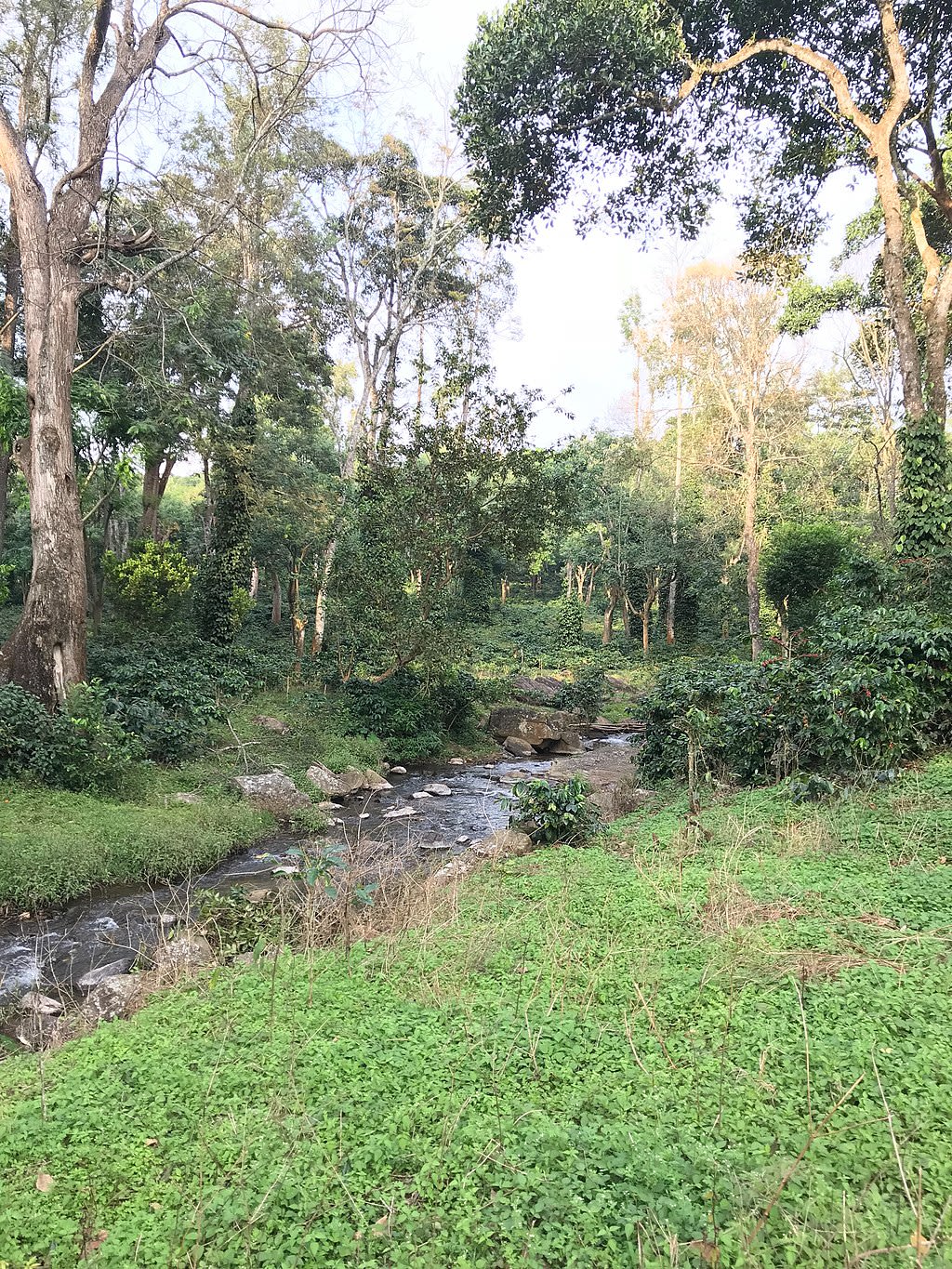 Stream separating coffee estates east of Bedaguli from forests. Called Maduvekallu halla by the Soliga people.
