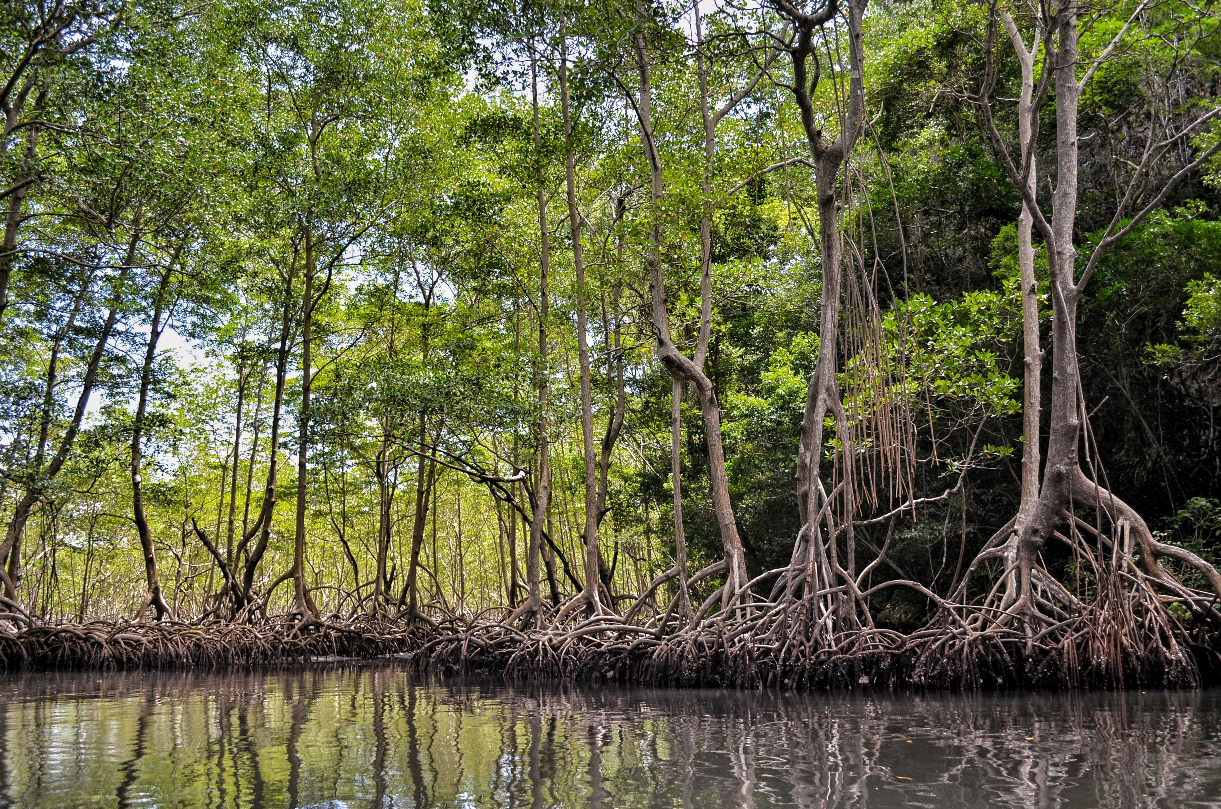 Mangrove forest with exposed roots