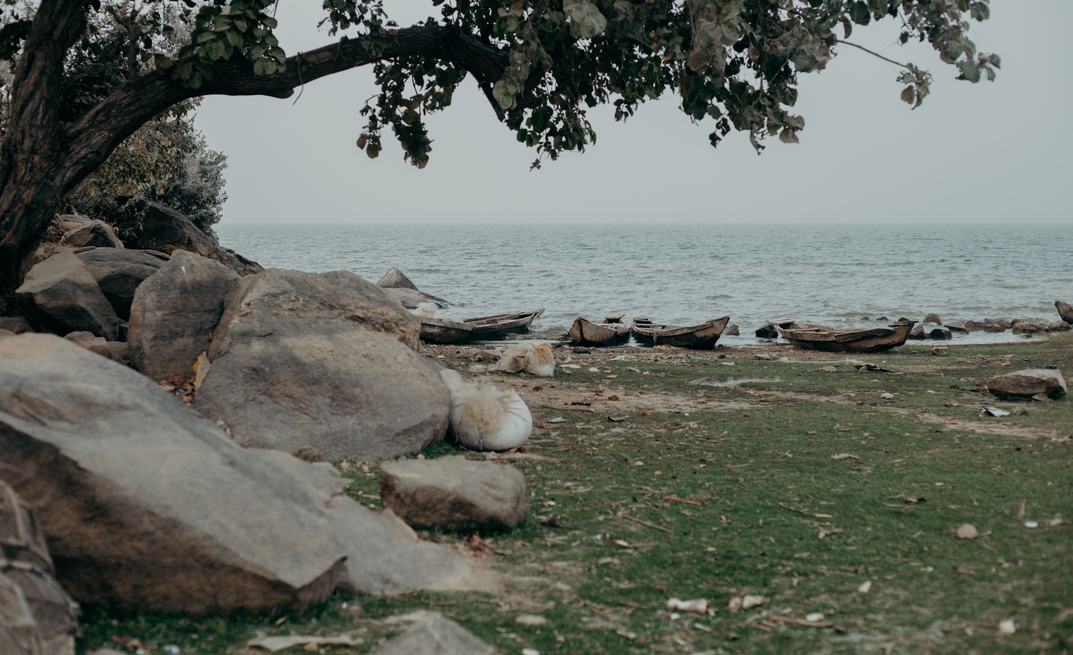 a tree next to some rocks