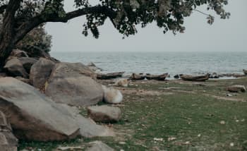 a tree next to some rocks