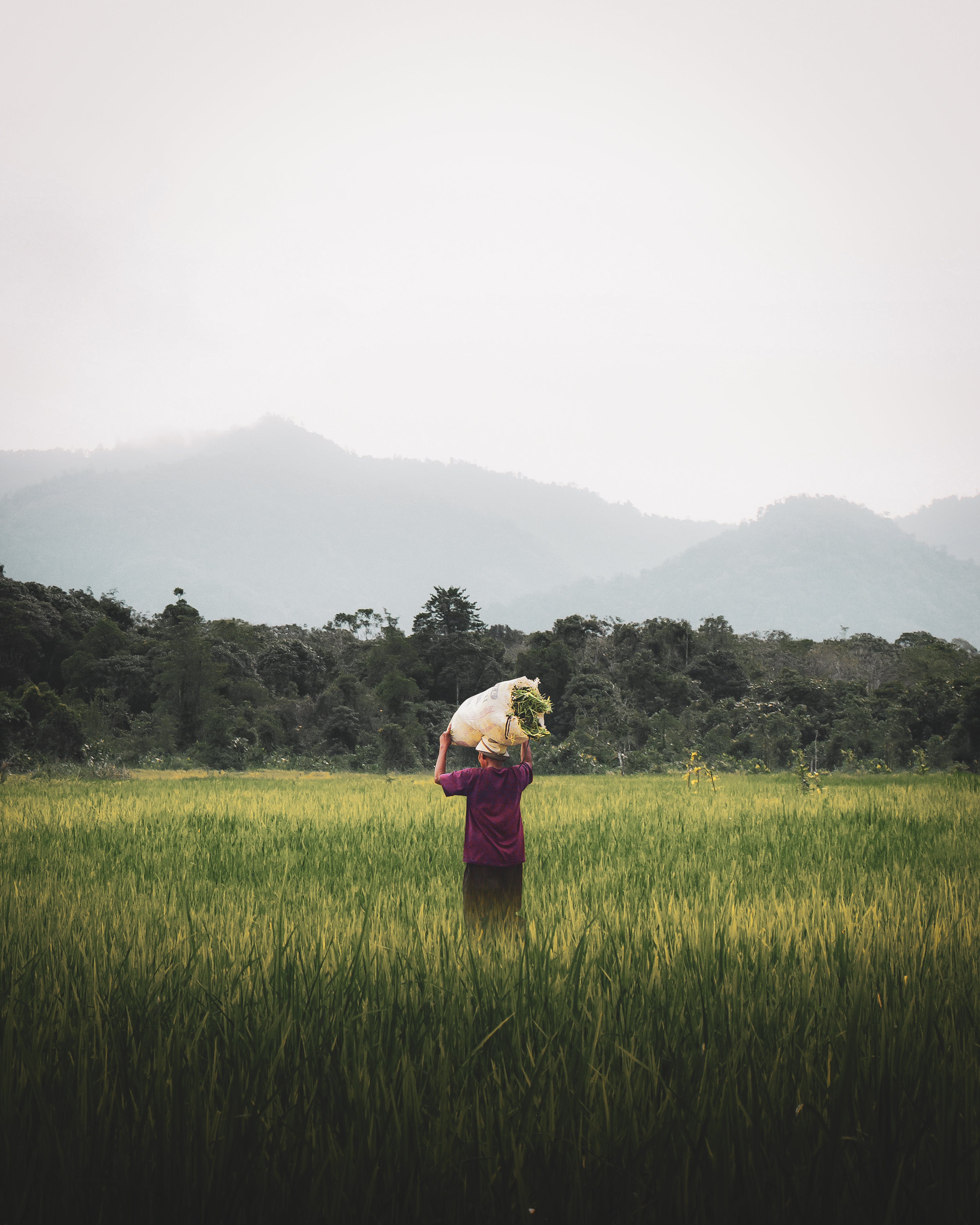 woman carrying a bag of cane on a field