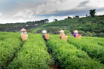 Workers collecting tea leaves on a green field