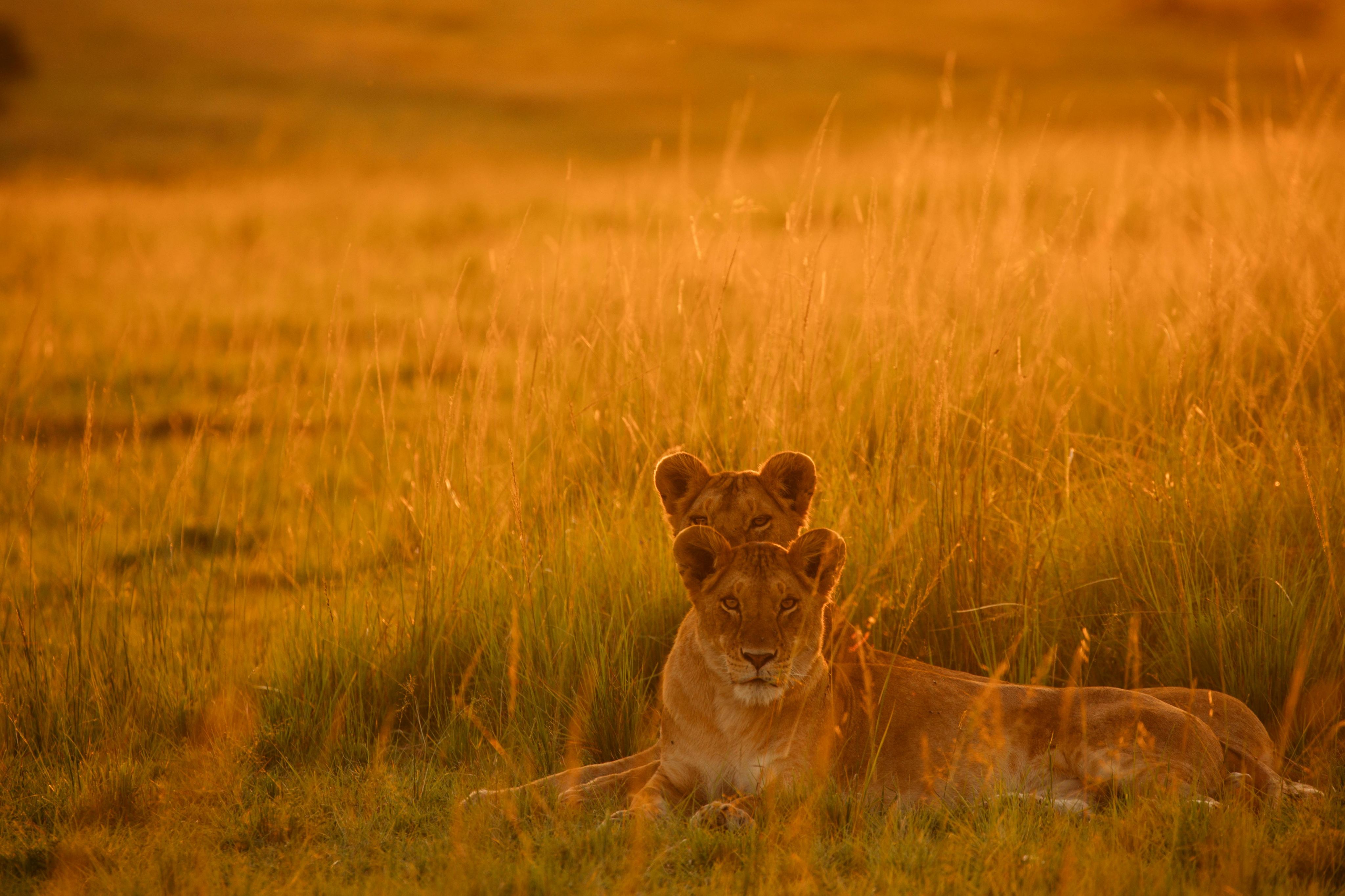Two lion cubs on the grass at sunset