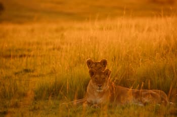 Two lion cubs on the grass at sunset
