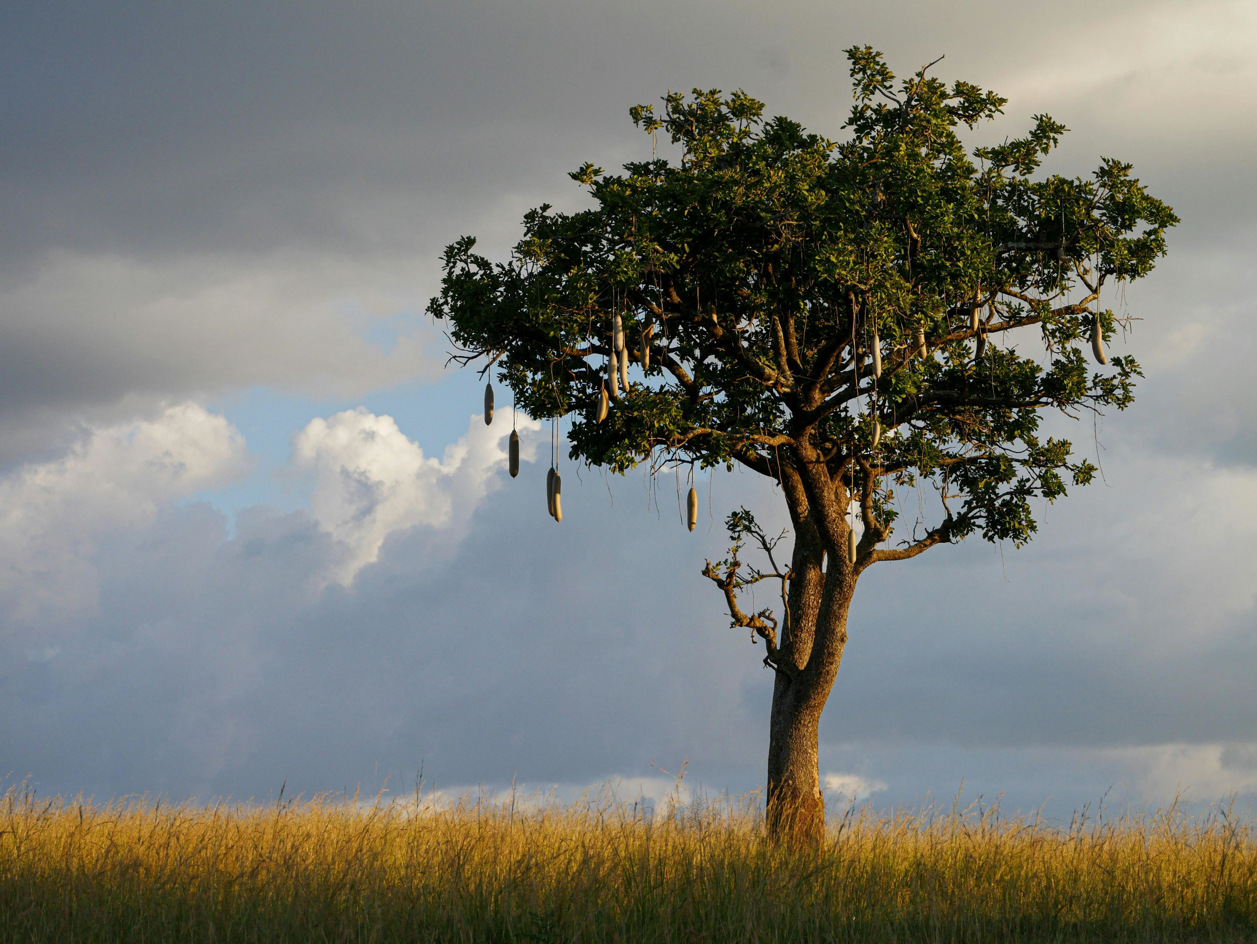 Sausage tree in Africa