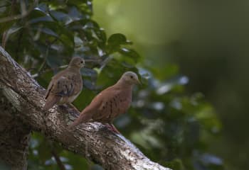 Photo of two ruddy ground doves in Trinidad and Tobago