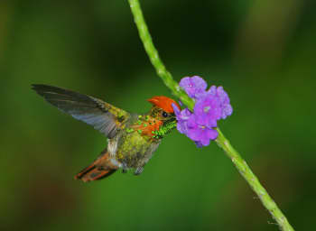 A Tufted Coquette flying at Asa Wright Nature Centre, Northern Range, Trinidad, Trinidad and Tobago.