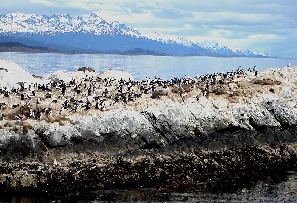 A huddle of penguins in the Beagle Channel