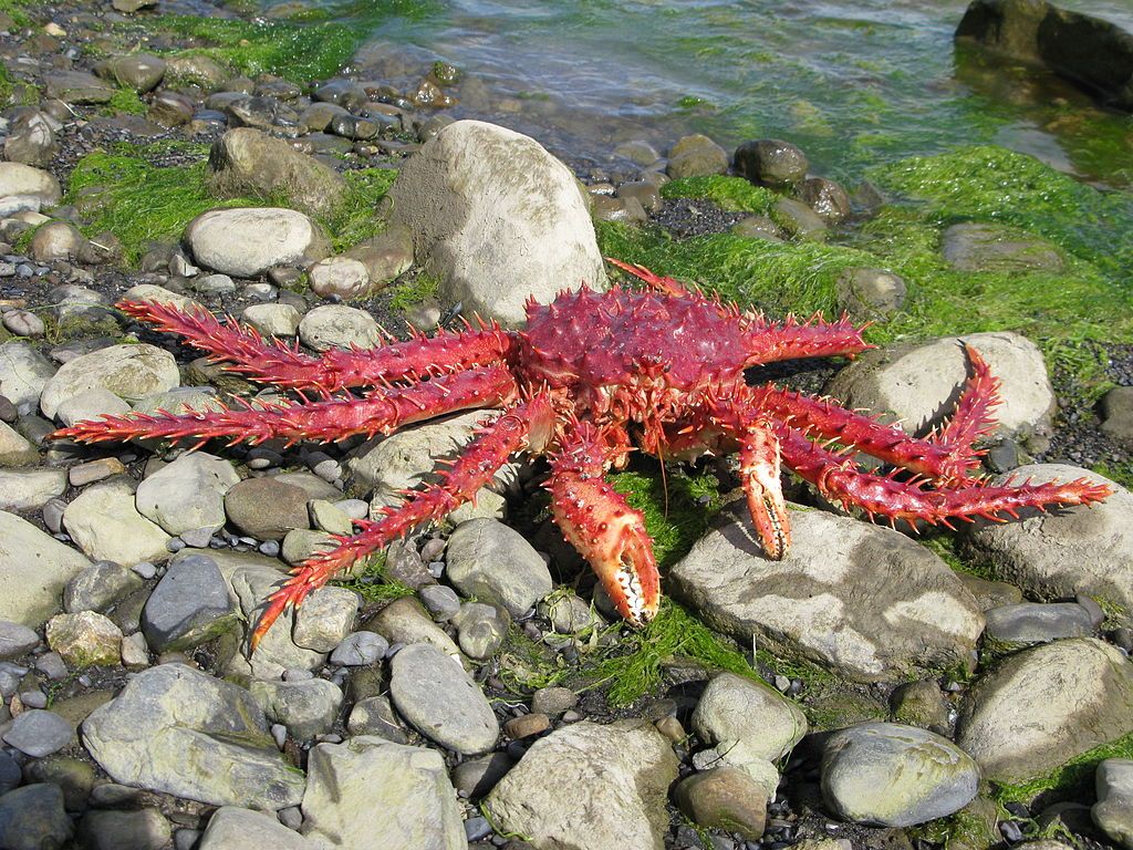 Photo of a southern king crab in Chile