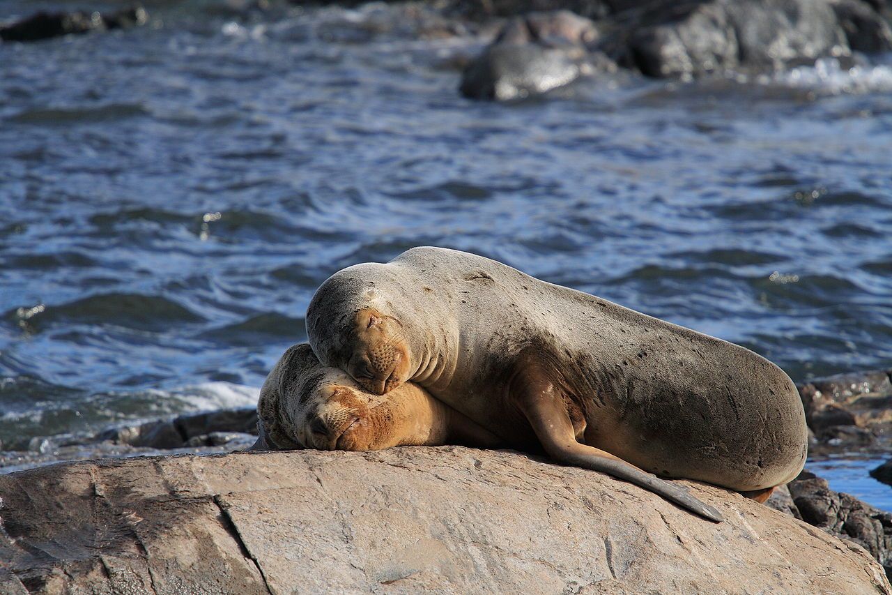 Photo of two sea lions on a rock in the Beagle Channel