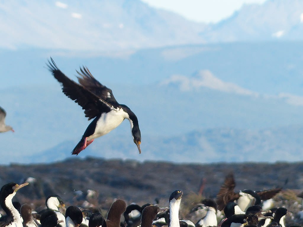 Photo of a flying bird in the Beagle Channel