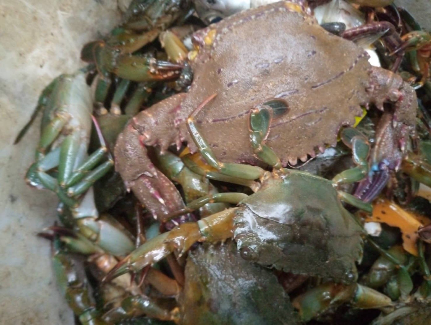 Mud crabs in Jum Island