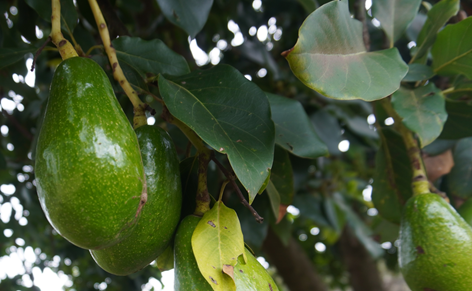 Organic Avocado in Mau Forest