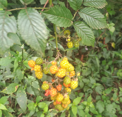 Wild berries in the Mau forest