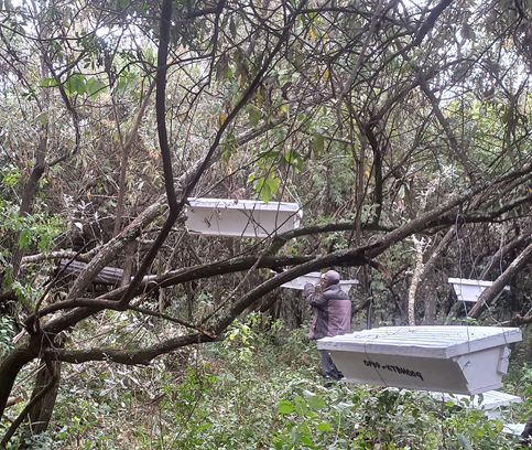 An Ogiek person beekeeping in Mau Forest