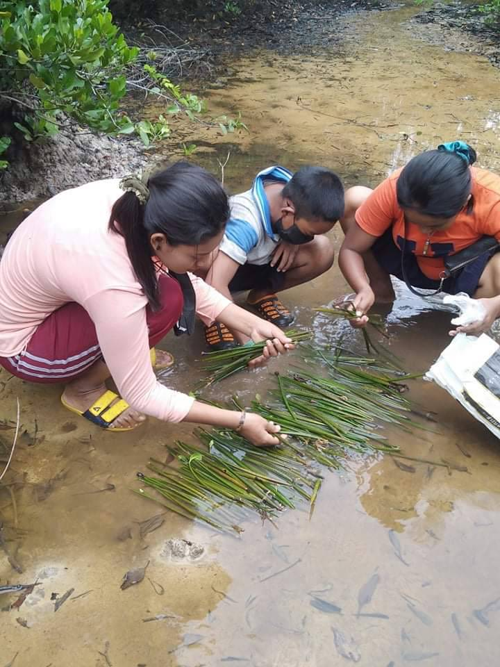 Jum Island youth group collected, cleaned and prepared mangrove pods as seedlings for replenishing mangrove forest on the island.   