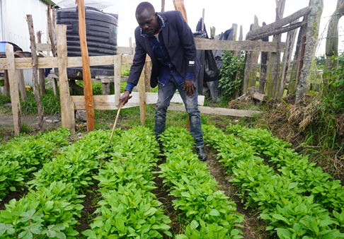 Indigenous person vegetable farming in Mau Forest