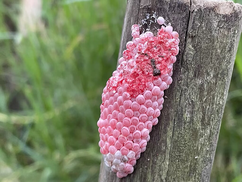 The image captures the vibrant, pink-colored eggs of the Golden Apple Snail, also known as the Channeled Apple Snail (Pomacea canaliculata), found in rural areas of Hunan Province, China. 