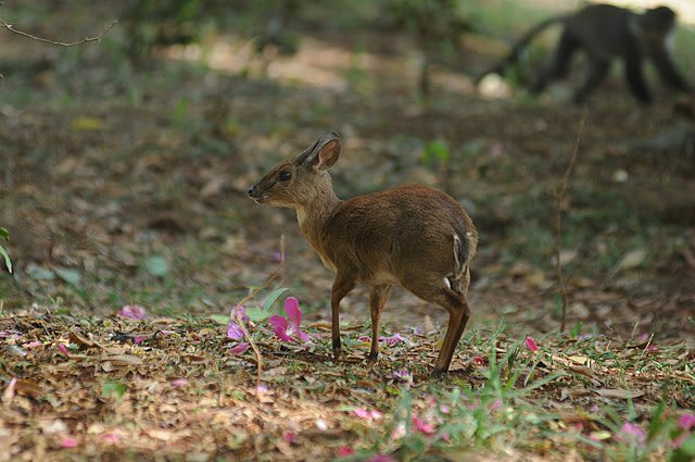Suni in Karura Forest