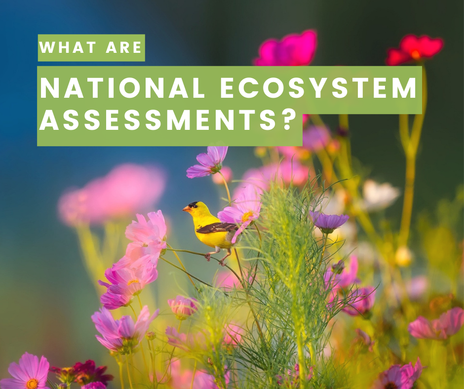 Text in the photo: What are national ecosystem assessments?