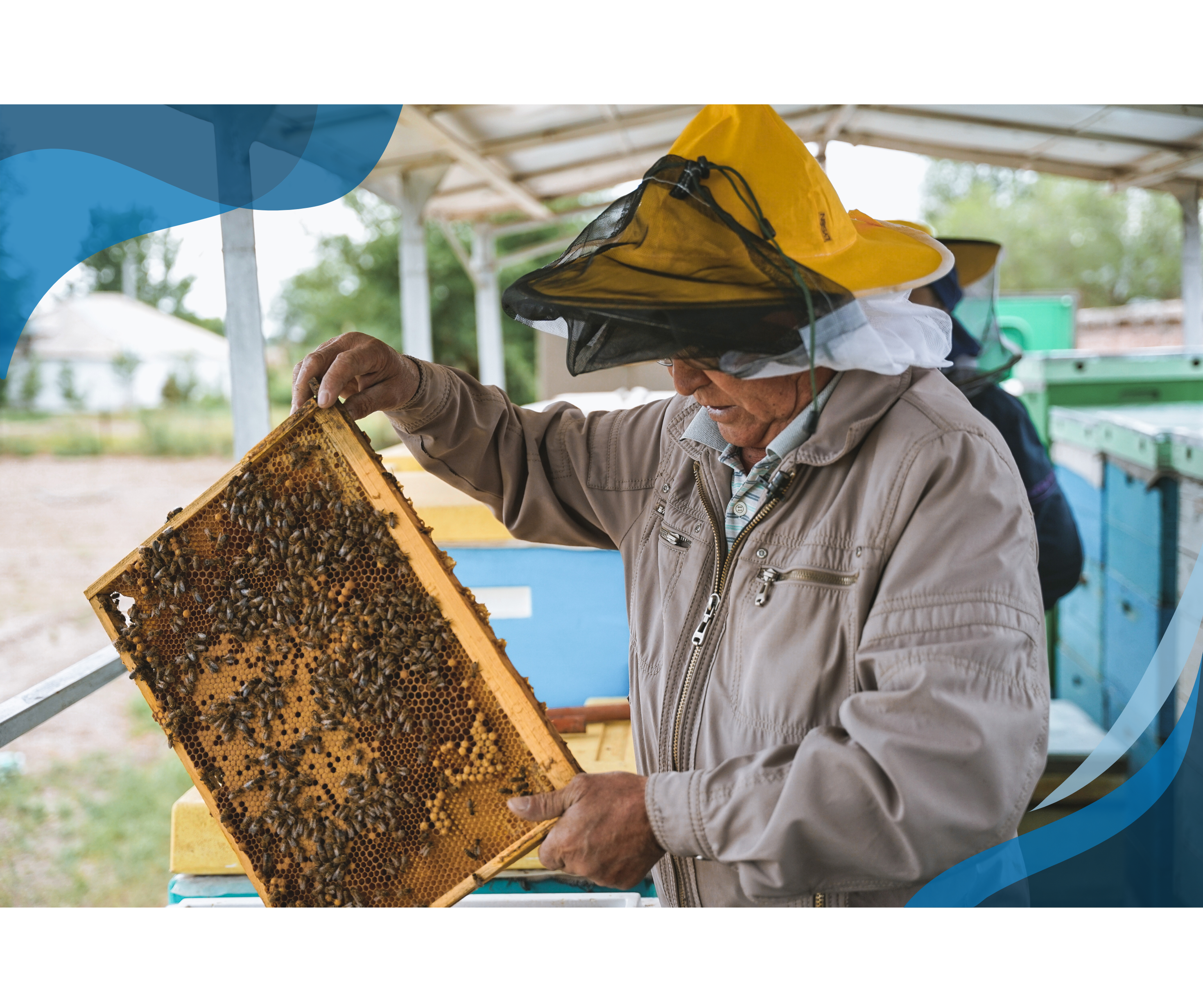 A beekeeper in protective gear and a yellow hat inspects a honeycomb frame covered with bees in an outdoor apiary.