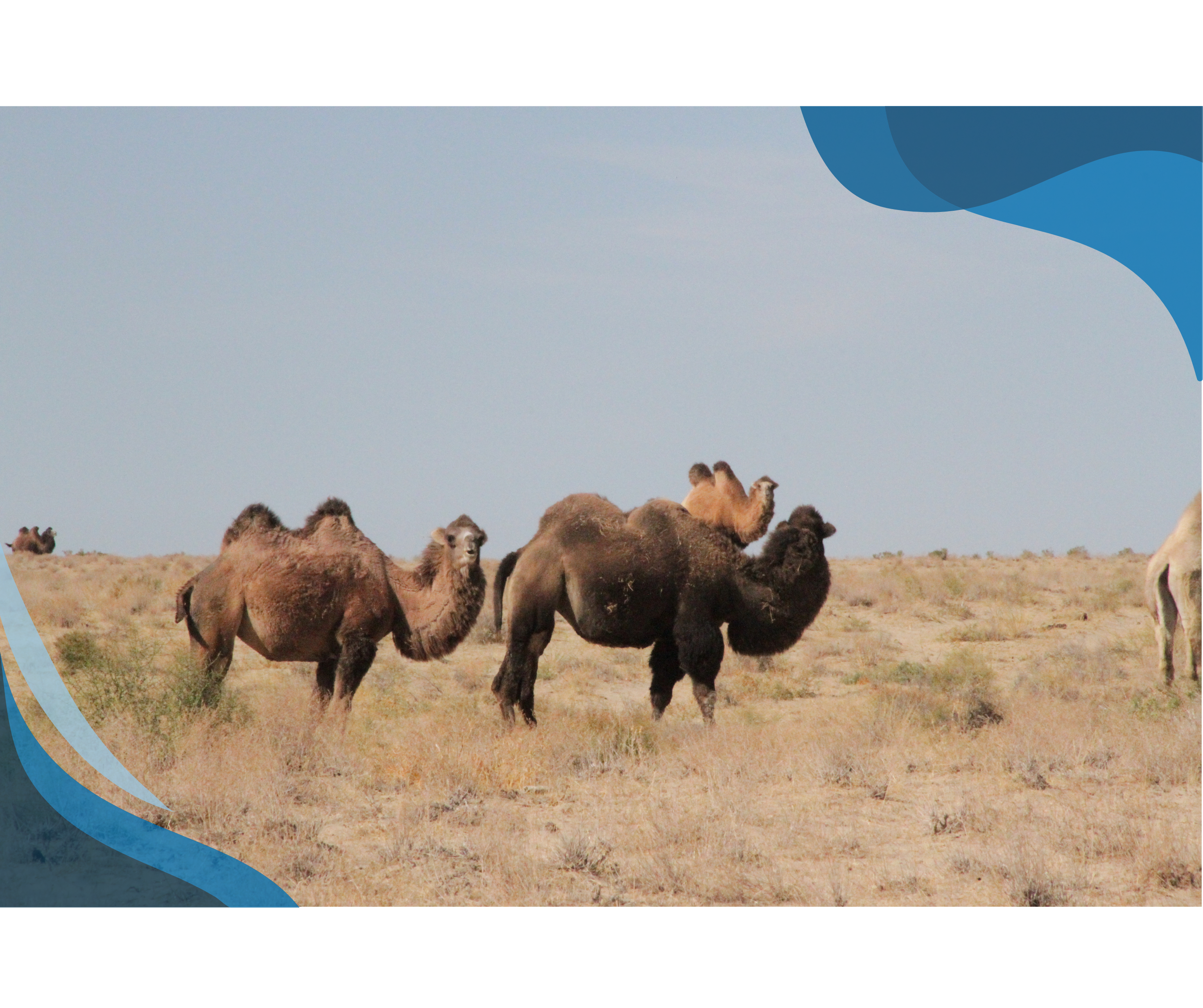 A group of camels, including one standing prominently in the foreground, roam the dry, grassy expanse of a desert landscape.