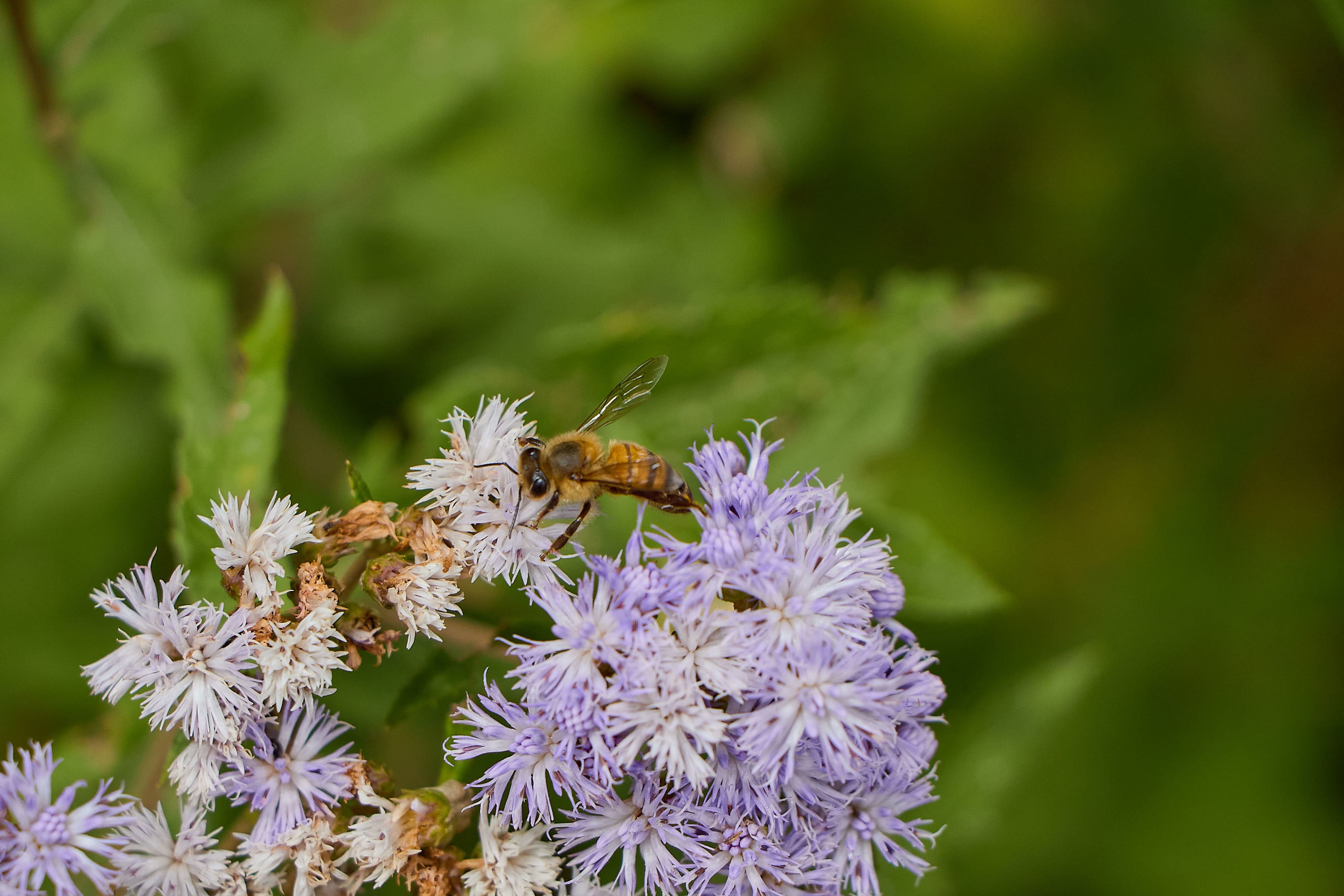 A honeybee is perched on a cluster of small purple flowers, collecting nectar with a blurred green background.