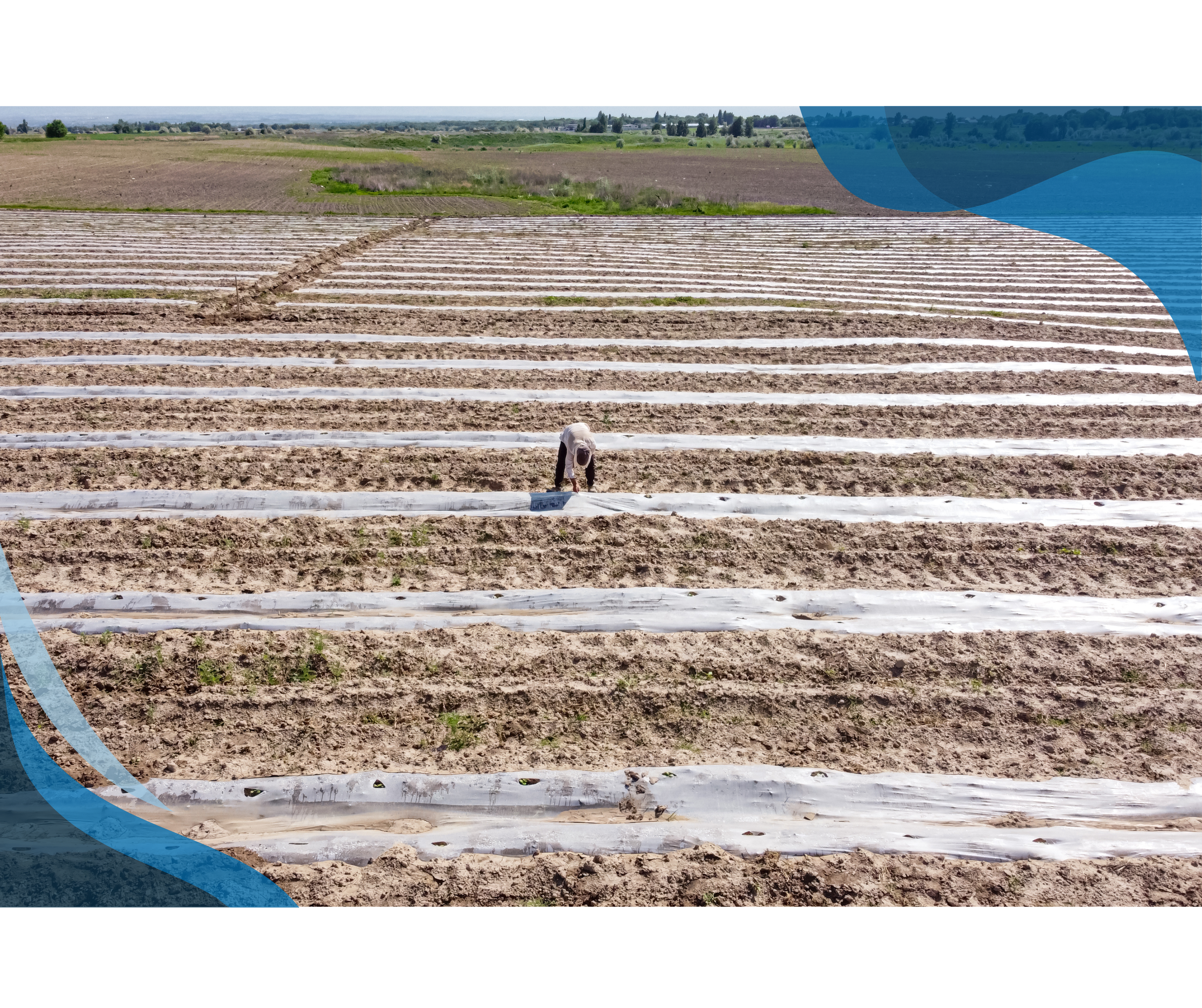 An expansive field with rows of plastic-covered soil, where a lone worker tends to the crops under a vast sky.