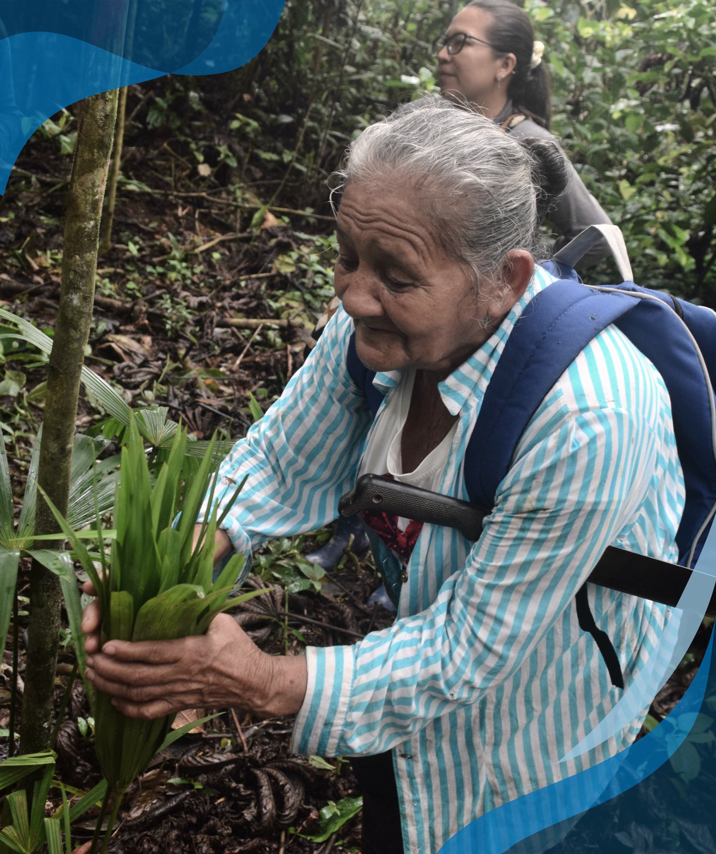 An elderly woman with gray hair, wearing a striped shirt and a blue backpack, is harvesting leaves from a small plant in a dense forest, accompanied by other people.