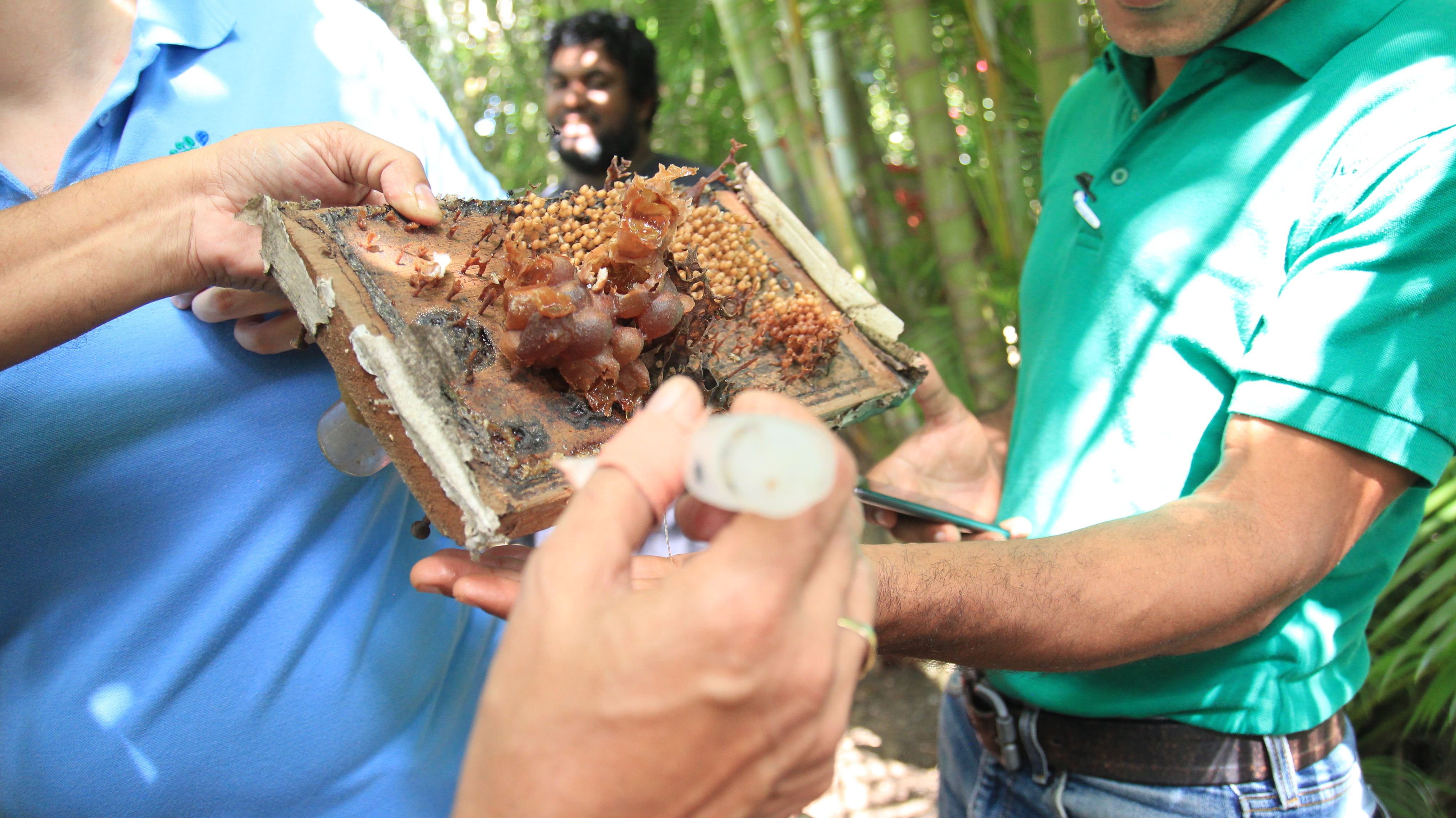 People examining a honeycomb frame in an outdoor setting, with a close-up view of the honeycomb and bees.