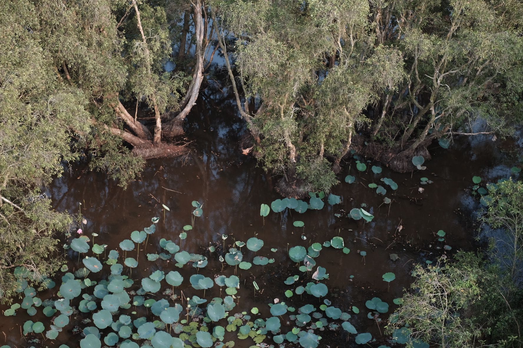  An aerial view of a waterlogged area with dense green trees and floating lily pads, creating a serene and lush wetland scene.
