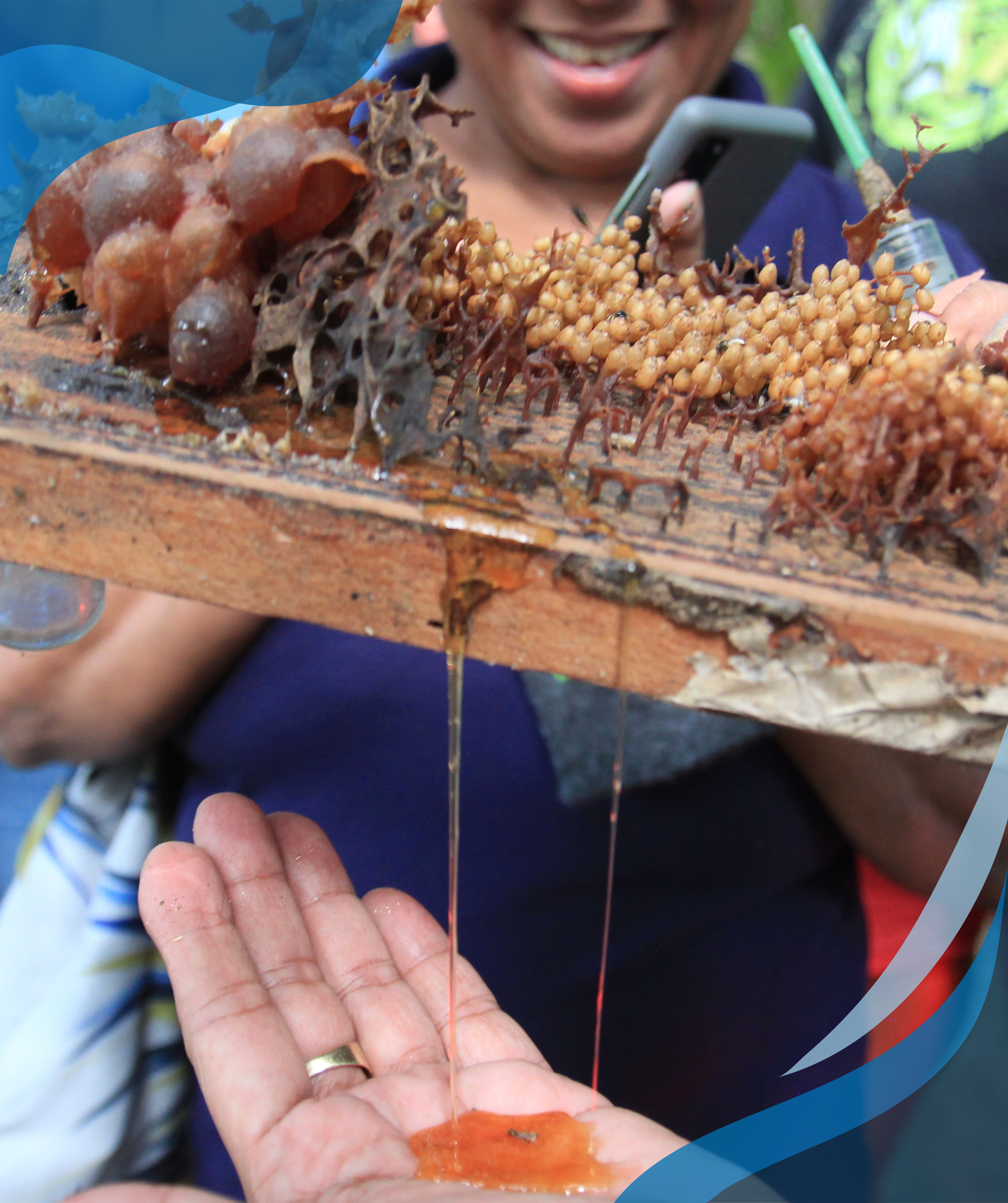 A person is holding a wooden frame with honeycombs and bees, with honey dripping down into another person's hand, while smiling onlookers watch in the background.