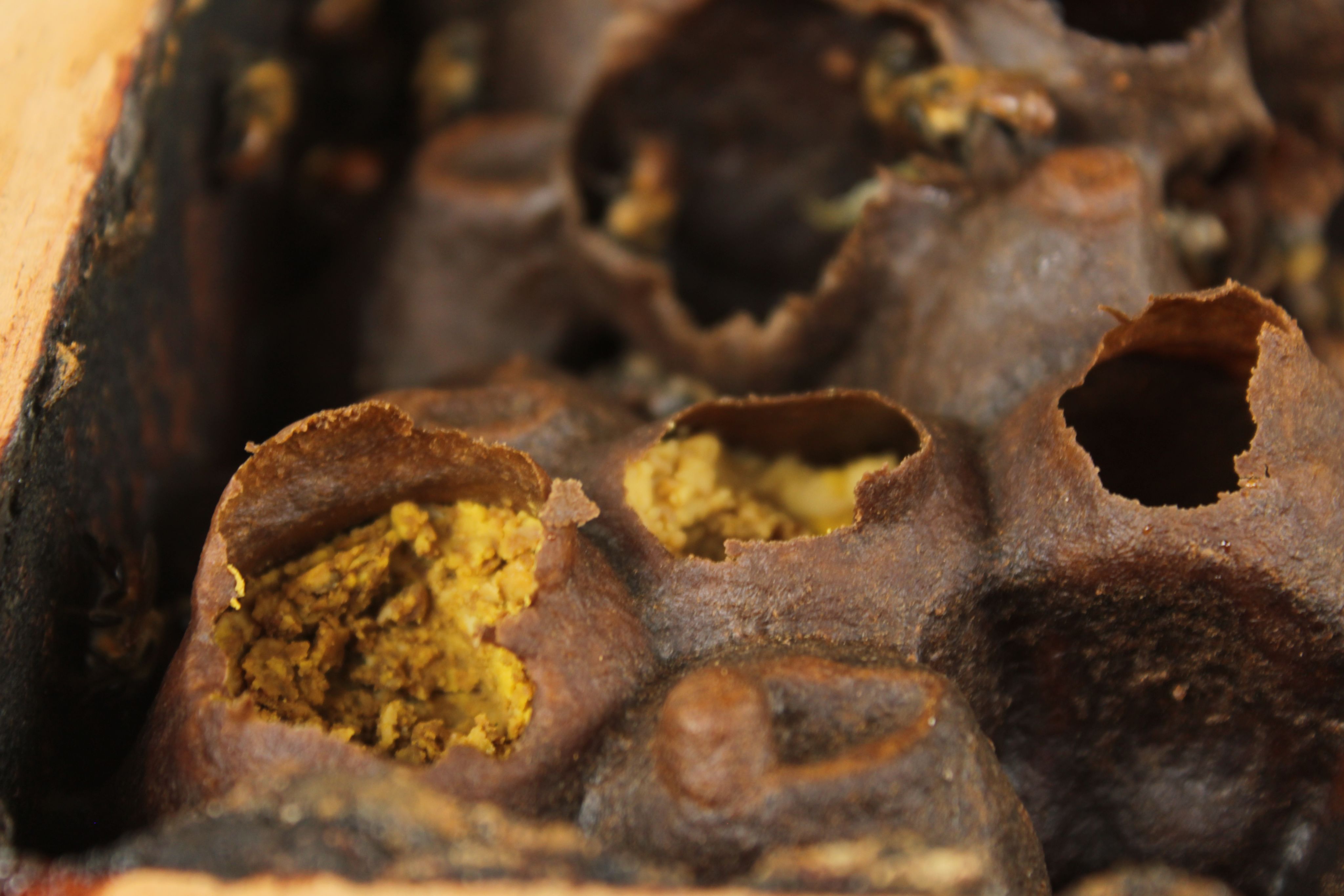 A close-up of dark brown honeycomb cells filled with yellow pollen, showcasing the intricate details and texture of the hive.