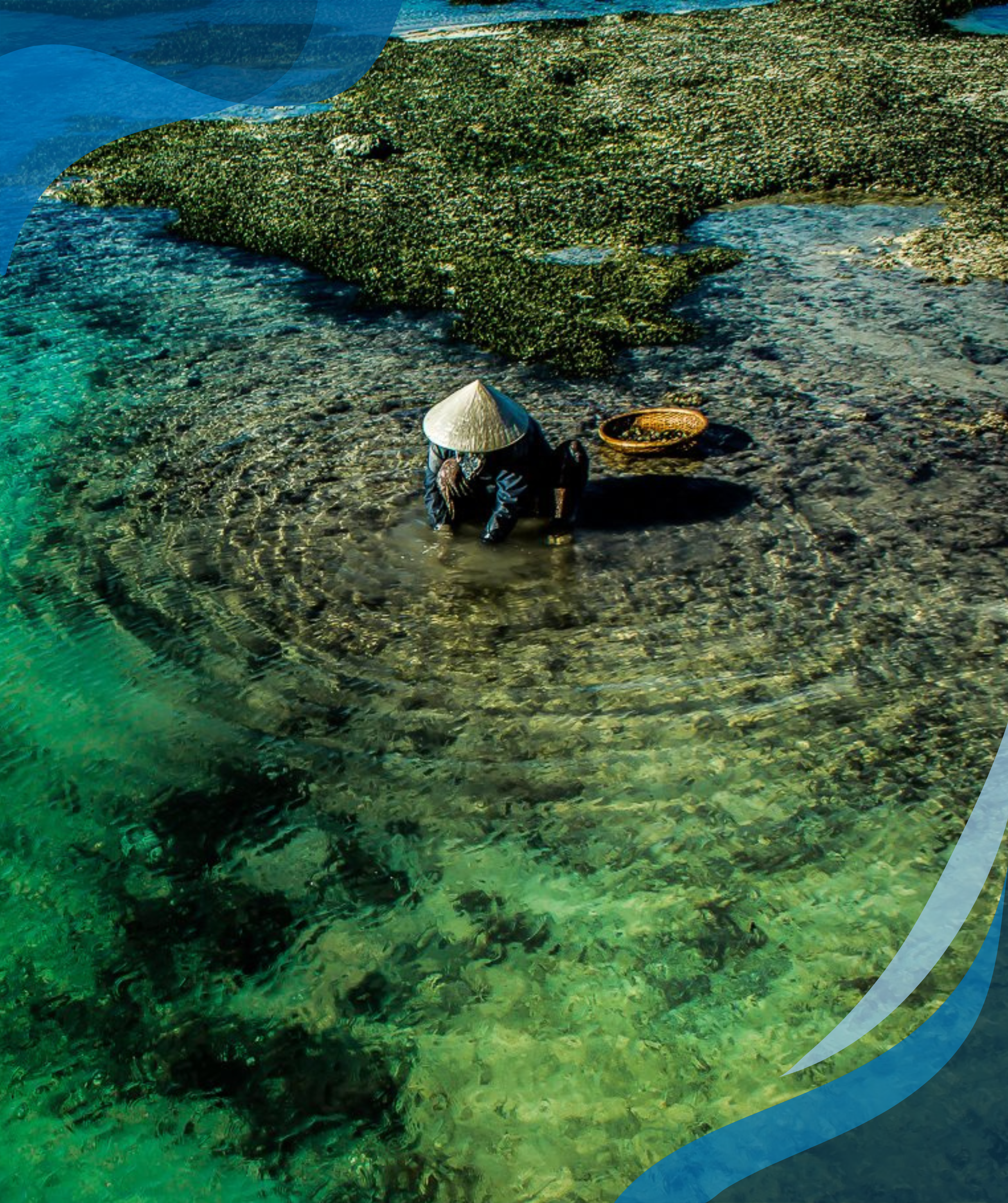 An individual wearing a traditional conical hat wading in clear, shallow water, collecting marine resources, surrounded by vibrant green aquatic vegetation.