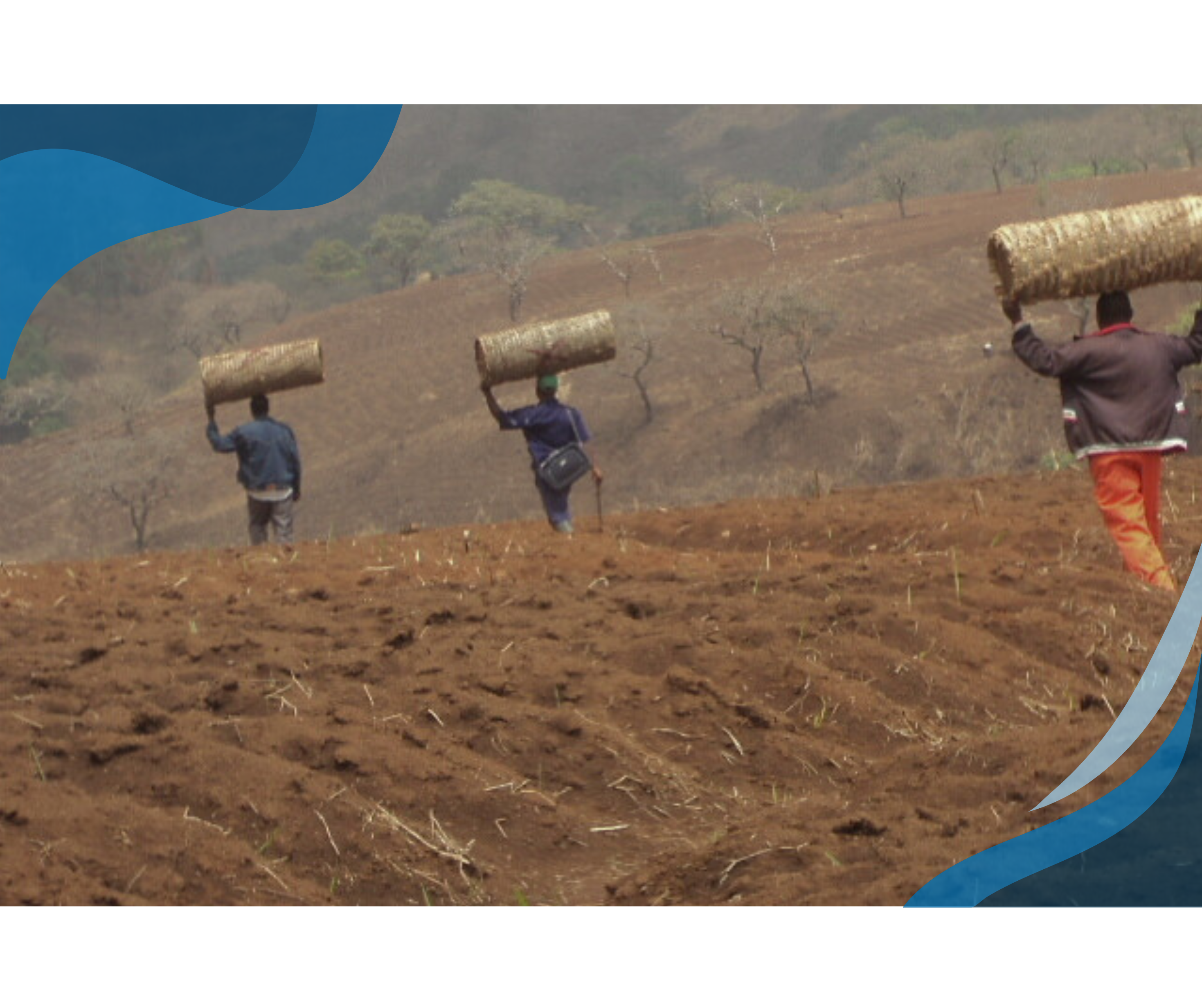 Three people carrying large cylindrical beehives on their shoulders walk up a dry, brown field with sparse vegetation.