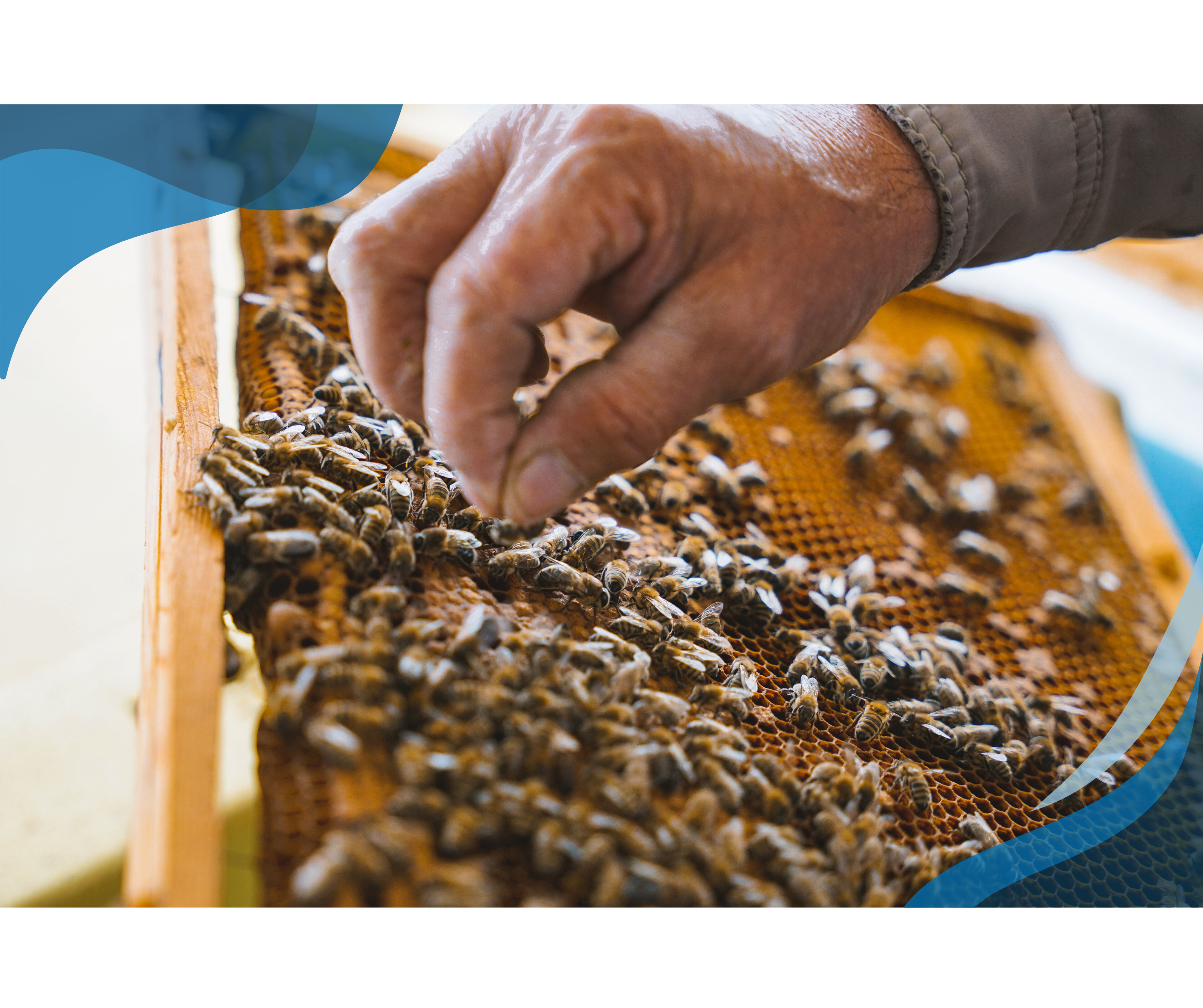 A close-up view of a beekeeper's hand gently handling bees on a honeycomb frame.