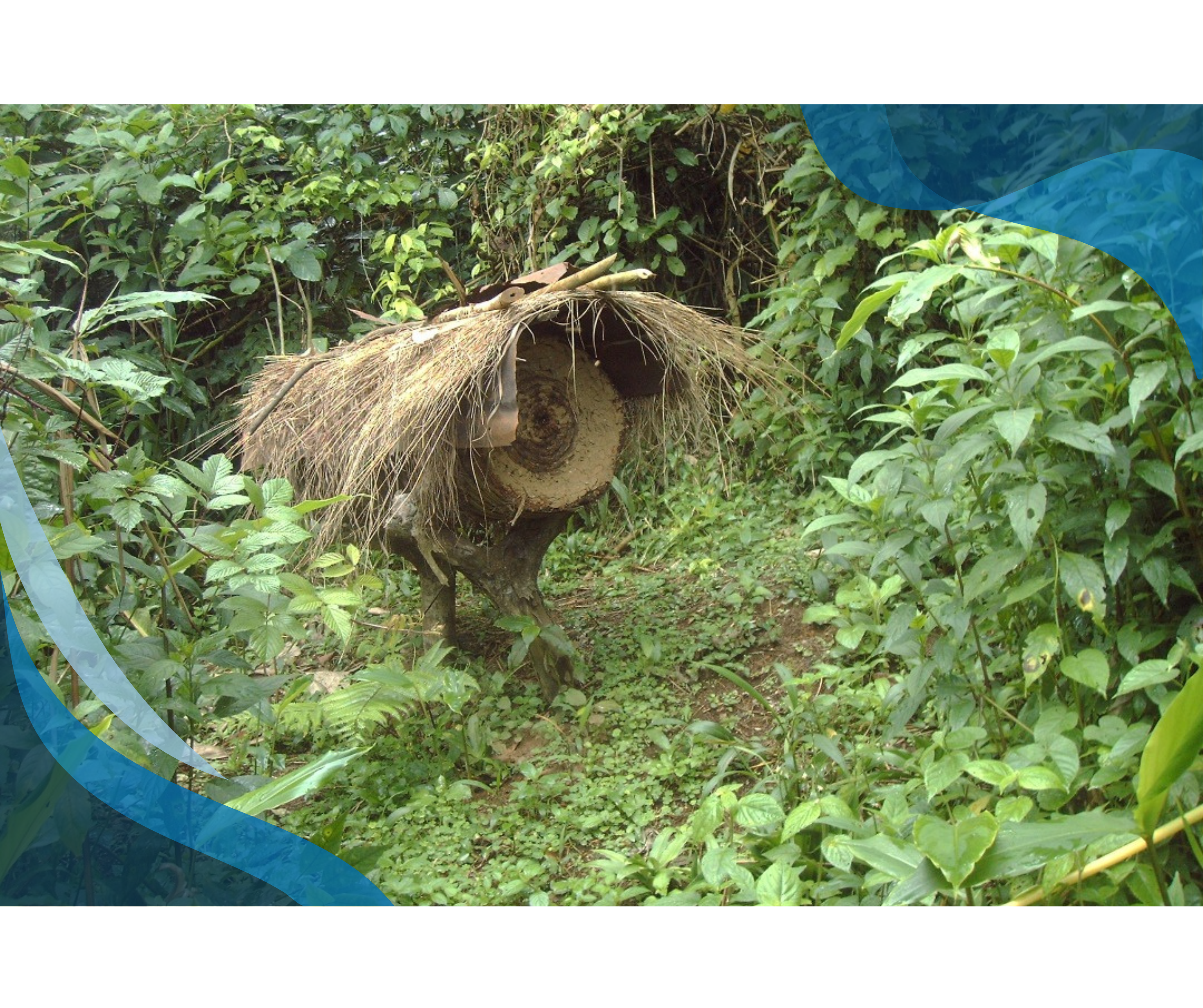 A beehive made from a hollowed-out log, covered with thatched straw, situated in a lush, green forest environment.