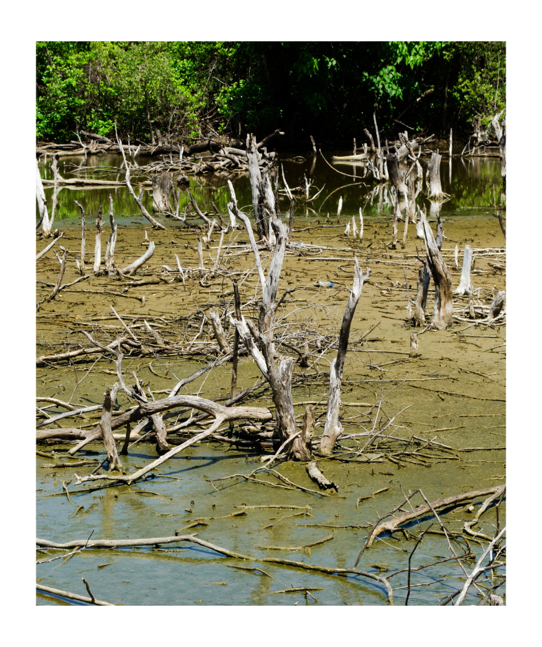 Degraded mangrove forest