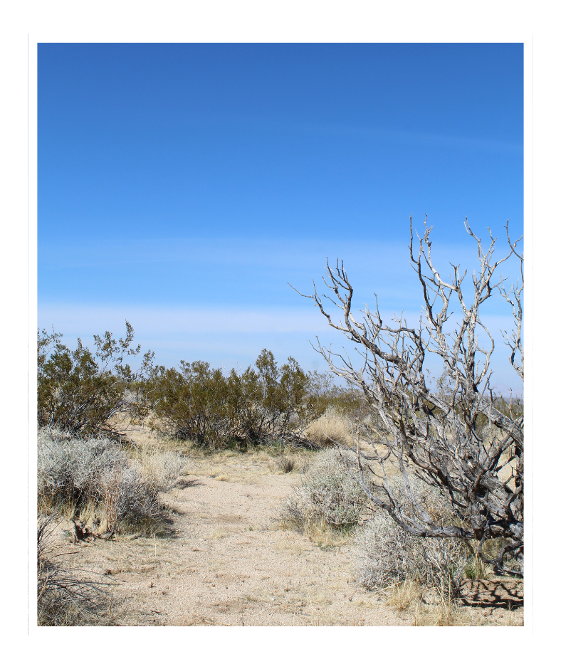 Indigenous vegetation